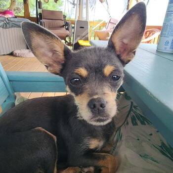 Chihuahua Dogs Available for Adoption in Austin, Texas - Kiwi | PetCurious