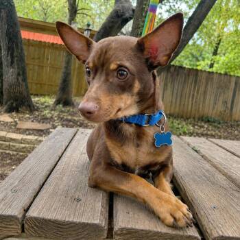 Chihuahua Dogs Available for Adoption in Boerne, Texas - Brennan | PetCurious