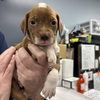 Retriever and Beagle Dogs Available for Adoption in Washington, District Of Columbia - Cone | PetCurious
