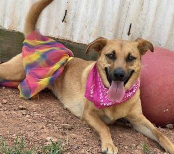 Dixie $25 -  Mixed Breed Dog for Adoption in Seneca, South Carolina - Dixie $25 | PetCurious