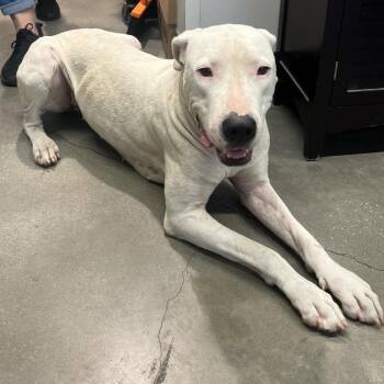 Kirby -  Dogo Argentino Dog for Adoption in Tampa, Florida - Kirby | PetCurious