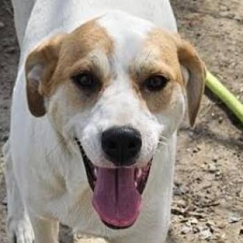 Lyra Latte - Friendly and Sweet -  Foxhound Dog for Adoption in Andover, Massachusetts - Lyra Latte - Friendly And Sweet | PetCurious