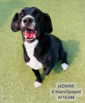 Jazmine -  Labrador Retriever and Mixed Breed Dog for Adoption - Jazmine | PetCurious