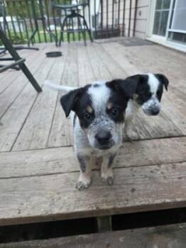 Cattle Dog and Mixed Breed Dogs Available for Adoption in Beatrice, Nebraska - Ladybug | PetCurious