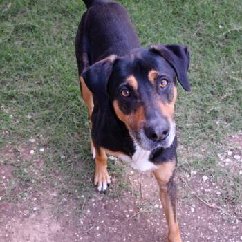 Mixed Breed Dogs Available for Adoption in Beaumont, Texas - Beetle | PetCurious