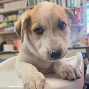 Shepherd and Mixed Breed Dogs Available for Adoption in Flagstaff, Arizona - Liam | PetCurious
