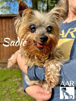 Yorkshire Terrier Dogs Available for Adoption in Magnolia, Texas - Sadie | PetCurious