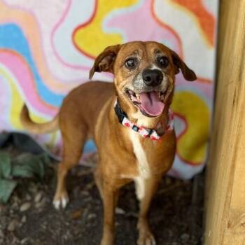 Beagle and Pug Dogs Available for Adoption in Friendswood, Texas - Lucy Gentle Heart Soft And True | PetCurious