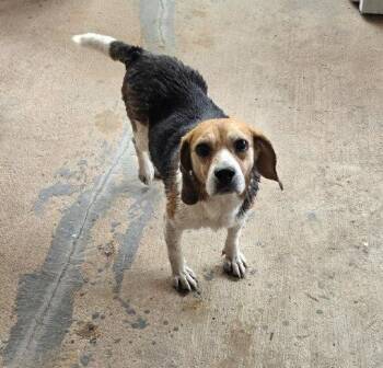 Beagle Dogs Available for Adoption - Skye (& Fred) | PetCurious
