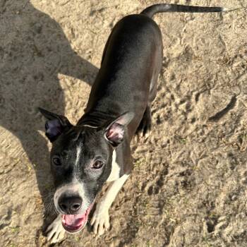 Rescue Pit Bull Terrier Dogs for Adoption in Valdosta, Georgia - Crow | PetCurious