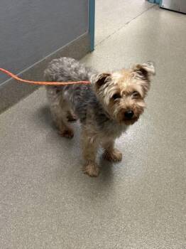 Yorkshire Terrier and Mixed Breed Dogs Available for Adoption - TOBI | PetCurious