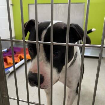 Rebel -  Pit Bull Terrier Dog for Adoption in Lynchburg, Virginia - Rebel | PetCurious
