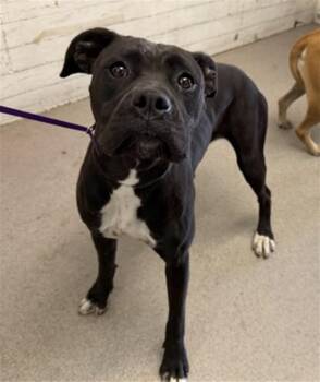 GAIA -  Pit Bull Terrier and Mixed Breed Dog for Adoption in San Bernardino, California - GAIA | PetCurious