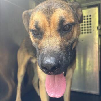 Charles -  Shepherd and Mixed Breed Dog for Adoption in Birmingham, Alabama - Charles | PetCurious