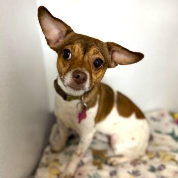 Jack Russell Terrier and Chihuahua Dogs Available for Adoption in Columbia, South Carolina - Steeler | PetCurious