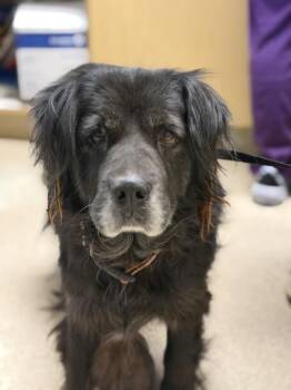 PANDI -  Labrador Retriever and Mixed Breed Dog for Adoption in Riverside, California - PANDI | PetCurious