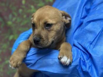 Labrador Retriever and Mixed Breed Dogs Available for Adoption - Vanilla Bean | PetCurious