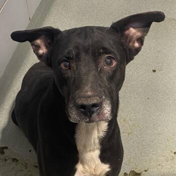 Labrador Retriever Dogs Available for Adoption in Abilene, Texas - Bella | PetCurious