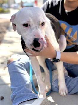 Jade -  Pit Bull Terrier Dog for Adoption in El Paso, Texas - Jade | PetCurious
