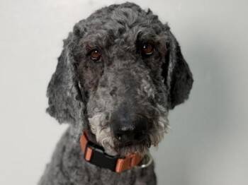 Standard Poodle Dogs Available for Adoption in Portland, Oregon - Katrina | PetCurious
