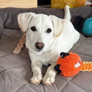 Peter -  Mixed Breed Dog for Adoption in Wasilla, Alaska - Peter | PetCurious