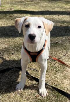 Mixed Breed Dogs Available for Adoption - Jacob | PetCurious