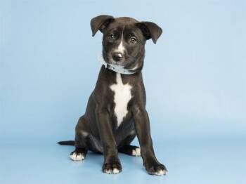 SYRAX -  Pit Bull Terrier and Mixed Breed Dog for Adoption in Phoenix, Arizona - SYRAX | PetCurious
