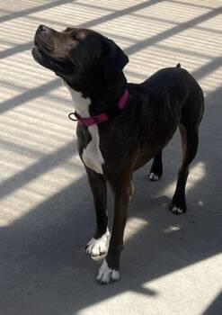 Lola -  American Bulldog and Mixed Breed Dog for Adoption in East Brookfield, Massachusetts - Lola | PetCurious