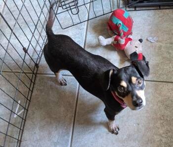 Johan Creek HW+ -  Dachshund Dog for Adoption in Sedalia, Colorado - Johan Creek HW+ | PetCurious