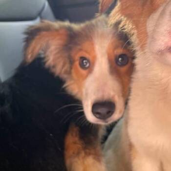 Rosebud -  Collie and Mixed Breed Dog for Adoption - Rosebud | PetCurious