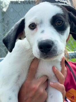 Supra (ID 52699) -  Hound Dog for Adoption in Manassas, Virginia - Supra (ID 52699) | PetCurious