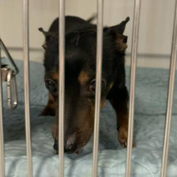 Miniature Pinscher Dogs Available for Adoption in Charlottesville, Virginia - Nugget | PetCurious