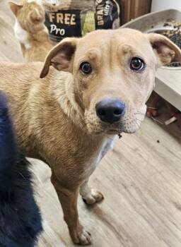 Rescue Yellow Labrador Retriever Dogs for Adoption in Pocatello, Idaho - Sharpie | PetCurious