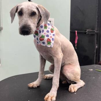Wheaten Terrier Dogs Available for Adoption in Zionsville, Indiana - Lucy | PetCurious