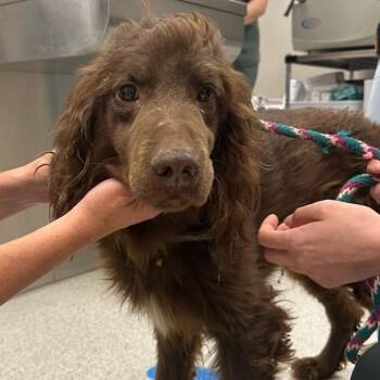 Mixed Breed Dogs Available for Adoption in Cooperstown, New York - Dodger  | PetCurious