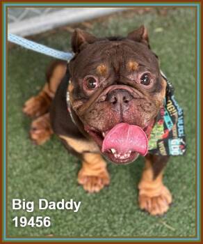 English Bulldog and French Bulldog Dogs Available for Adoption in Marietta, Georgia - BIG DADDY | PetCurious