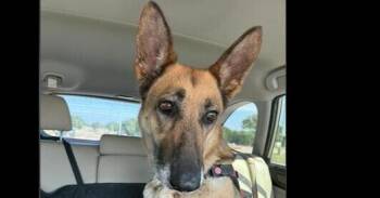 German Shepherd Dog Dogs Available for Adoption in Dallas, Texas - Misty | PetCurious