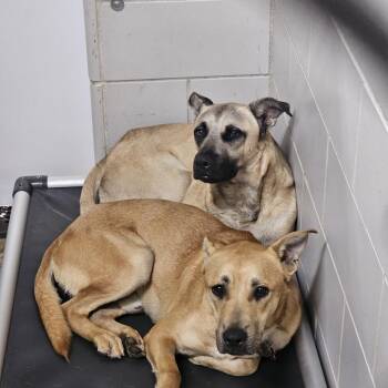 Willie -  Mixed Breed Dog for Adoption in Walker, Michigan - Willie | PetCurious