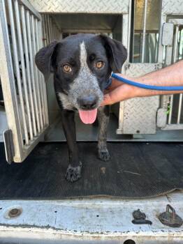 Rescue Australian Cattle Dog Blue Heeler and Labrador Retriever Dogs for Adoption in Russellville, Kentucky - Chili | PetCurious