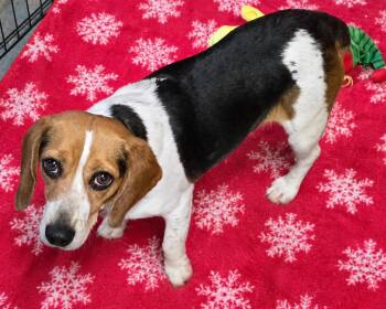 BabyGirl -  Beagle Dog for Adoption in Momence, Illinois - BabyGirl | PetCurious