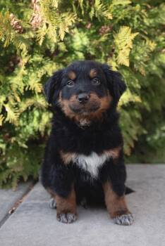 Collie Dogs Available for Adoption - Tempura | PetCurious