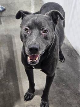 Rory -  Pit Bull Terrier Dog for Adoption in Billings, Montana - Rory | PetCurious