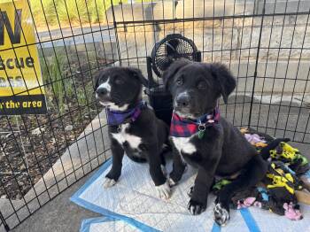 Rescue Border Collie and Great Pyrenees Dogs for Adoption in Pflugerville, Texas - Paul | PetCurious