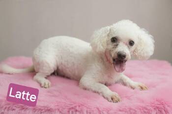 Latte -  Poodle Dog for Adoption in Wheelersburg, Ohio - Latte | PetCurious