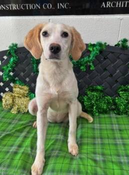 Hound and Mixed Breed Dogs Available for Adoption in Chester, Maryland - Libby | PetCurious