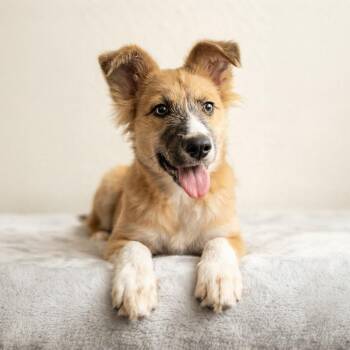 Foxy -  Border Collie Dog for Adoption in San Diego, California - Foxy | PetCurious