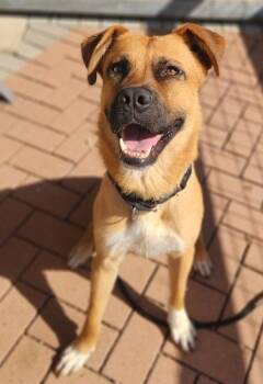 Fern -  Anatolian Shepherd and German Shepherd Dog Dog for Adoption in Austin, Texas - Fern | PetCurious