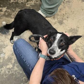 Rescue Mixed Breed Dogs for Adoption in Saint Marys, Pennsylvania - Thelma And Louise | PetCurious