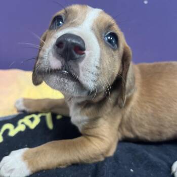 Mixed Breed Dogs Available for Adoption - Joseph | PetCurious