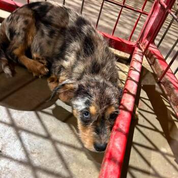 Homer -  Terrier Dog for Adoption in Madill, Oklahoma - Homer | PetCurious